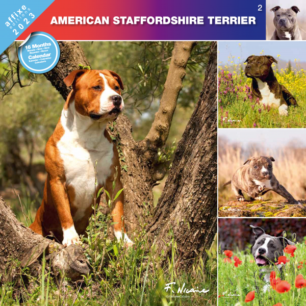 Kalendarz 2023 Amerykański Staffordshire Terier