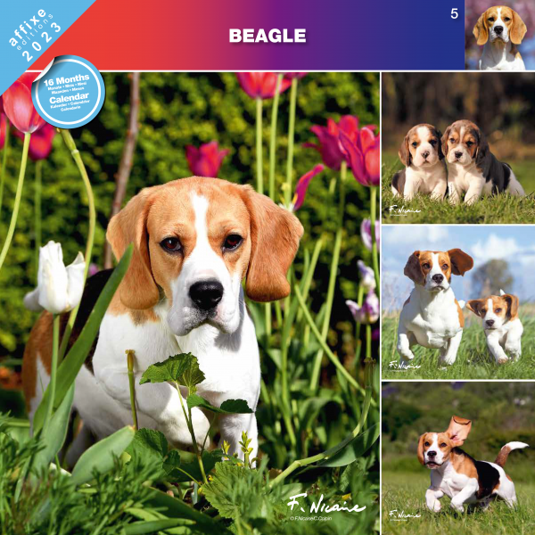 Kalendarz 2023 Beagle