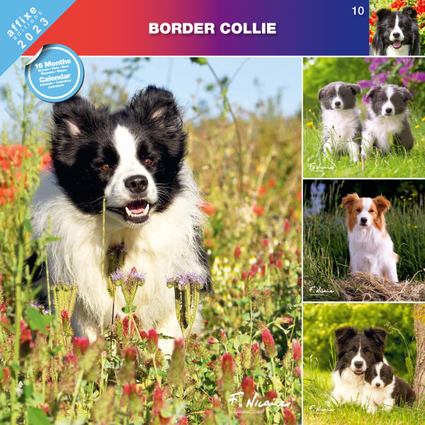 Kalendarz 2023 Border Collie