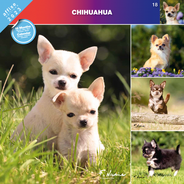 Kalendarz 2023 Chihuahua