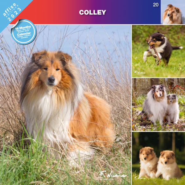 Kalendarz 2023 Colley