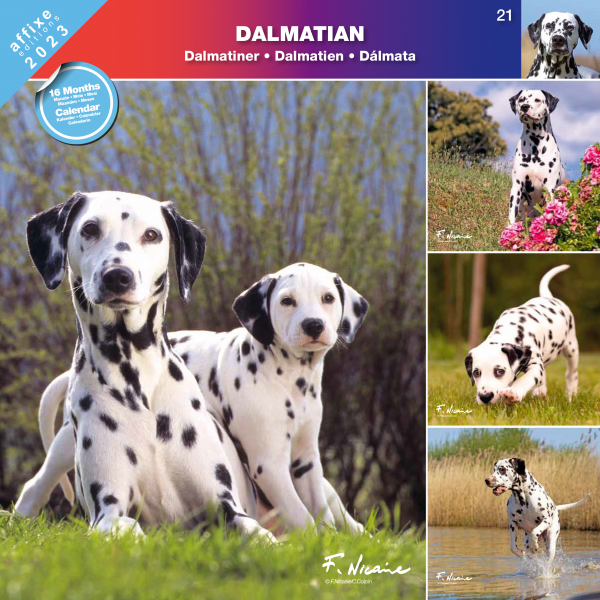 Kalendarz 2023 Dalmatyńczyk