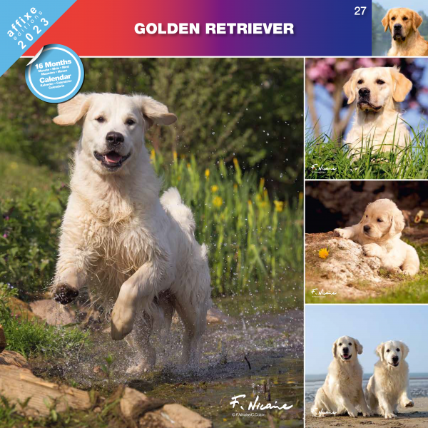 Kalendarz 2023 Golden Retriver