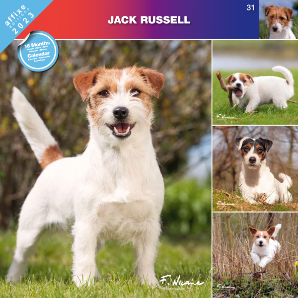 Kalendarz 2023 Jack Russell