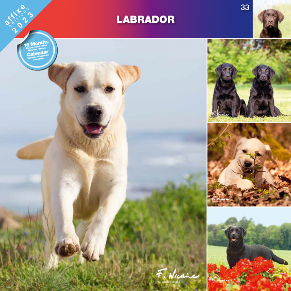 Kalendarz 2023 Labrador