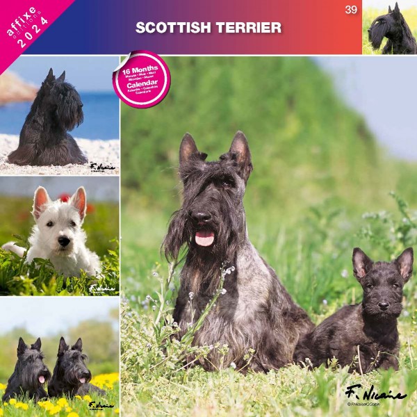 Kalendarz 2024 Terrier szkocki 