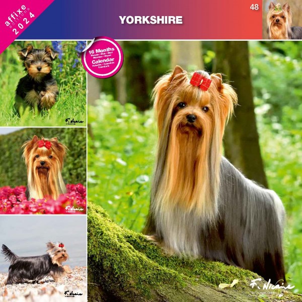 Kalendarz 2024 Yorkshire terrier